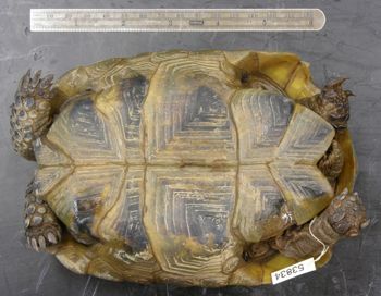 Media type: image; Herpetology R-53834